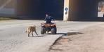 Yer: Bursa! ATV'sine bağladığı köpeğini sürükledi