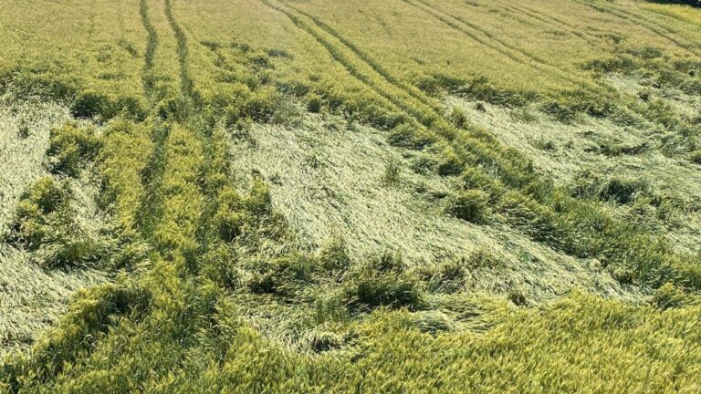 Osmaniye’de sağanak tarım arazilerine zarar verdi
