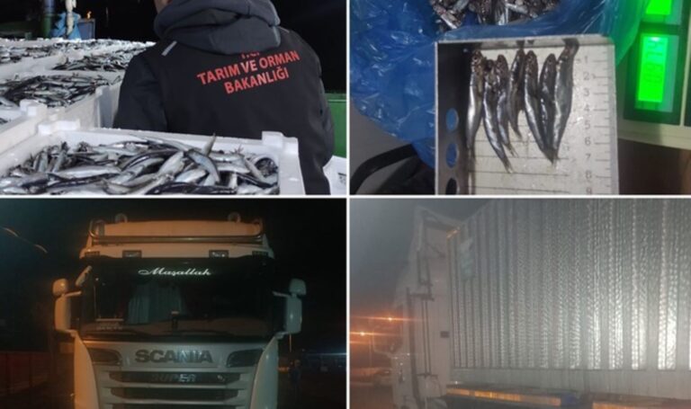 Sinop'ta “balık” denetimi: 10 ton hamsi ele geçirildi – Son Dakika Türkiye Haberleri