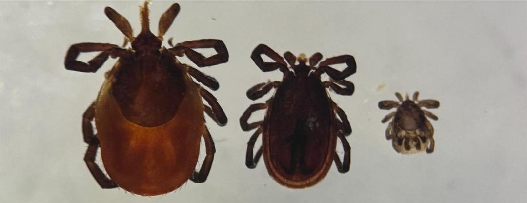 Dikkat! Nane Bildirimi: