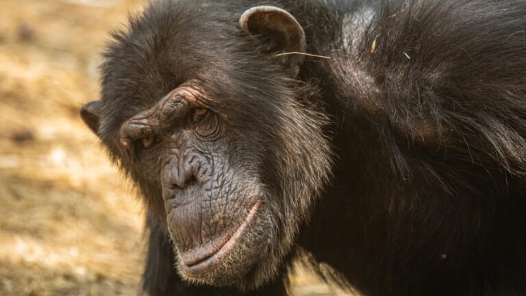 Şempanzeler de modayı takip ediyor