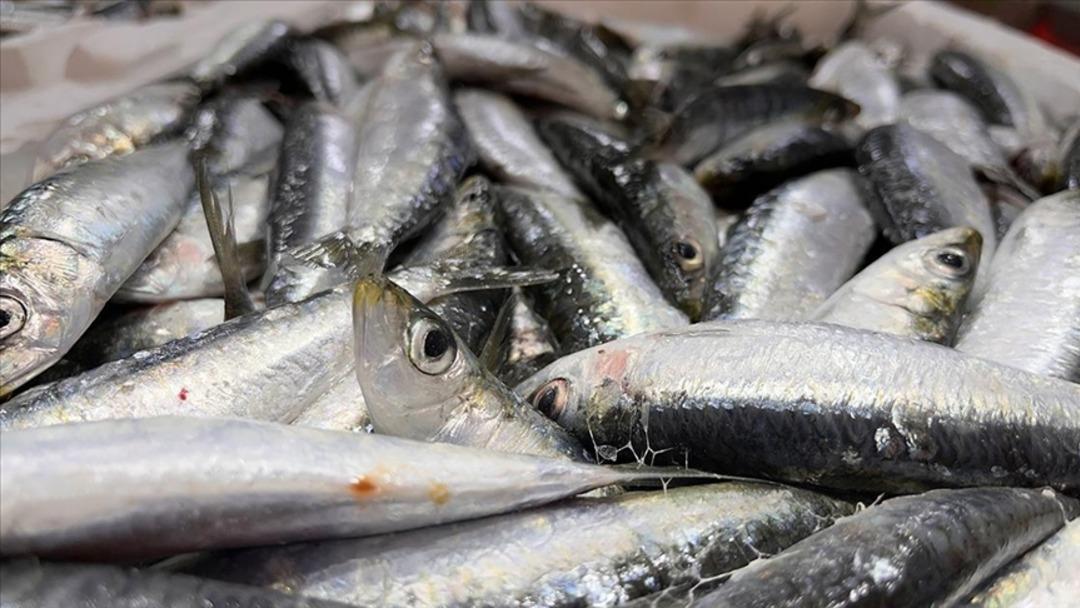 Yaşlanmayı geciktiren lezzet: Sardina! Kuzey Ege lezzetinin mirası, cilt, saç ve tırnakların sağlığı için doğal destek ... 3